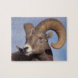 Dickhornschaf, Bergschaf, Ovis canadensis, Puzzle