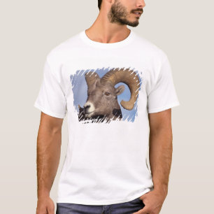 Dickhornschaf, Bergschaf, Ovis canadensis, T-Shirt