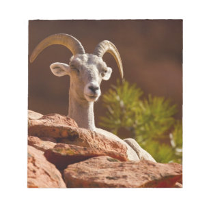 Dickhornschaf (Ovis canadensis nelsoni). Notizblock