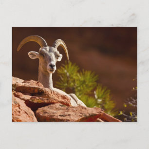 Dickhornschaf (Ovis canadensis nelsoni). Postkarte