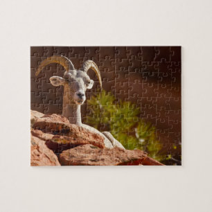 Dickhornschaf (Ovis canadensis nelsoni). Puzzle