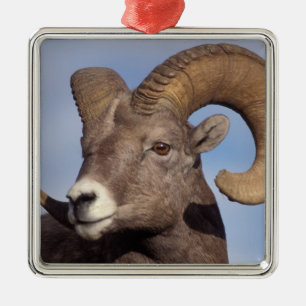 Dickhornschaf, Ovis canadensis, Silbernes Ornament