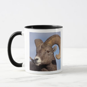 Dickhornschaf, Ovis canadensis, Tasse