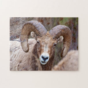 Dickhornschaf Puzzle