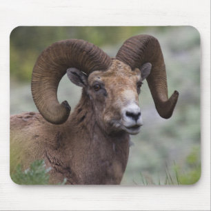 Dickhornschaf-Widder Mousepad