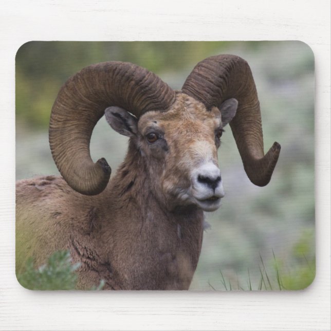 Dickhornschaf-Widder Mousepad (Vorne)
