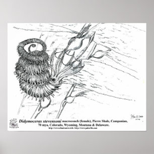 Didymoceras stevensoni poster