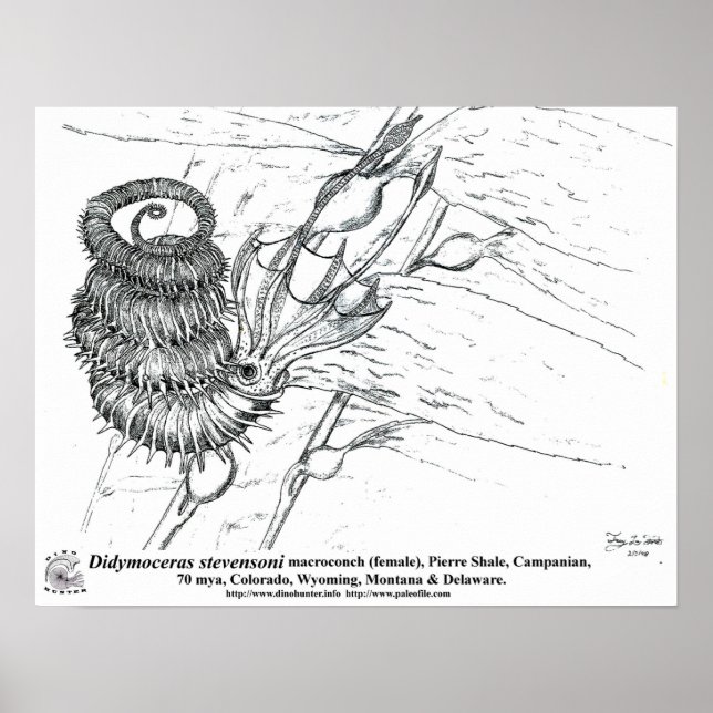 Didymoceras stevensoni poster (Vorne)