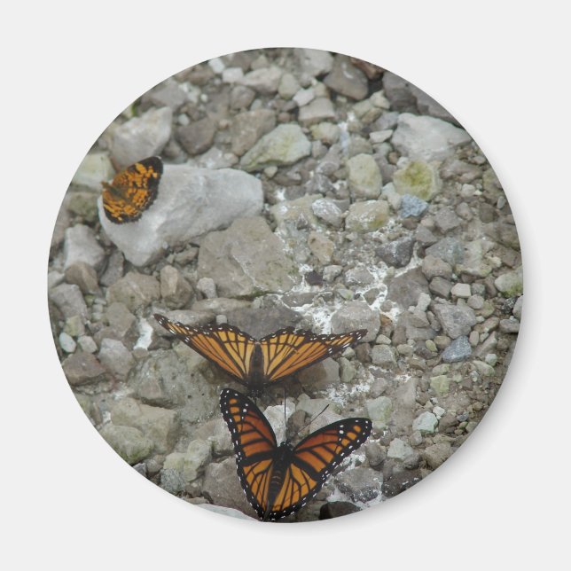 Die 3 Schmetterlinge Magnet (Vorne)