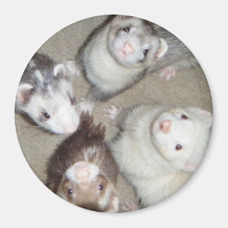 Die 4 Musketeer Ferrets! Magnet