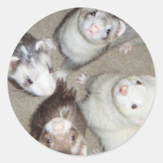 Die 4 Musketeer Ferrets! Runder Aufkleber