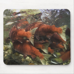 Die Adams River Sockeye Run ist eine der Mousepad