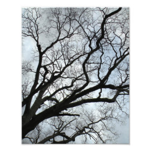 Die Adern des Baumes Fotodruck