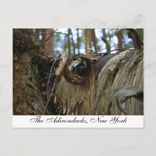 Die Adirondacks, New York Postkarte (Vorderseite)