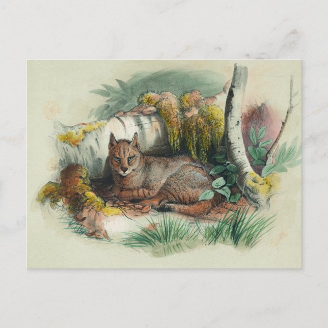Die ägyptische Katze von Joseph Wolf Postkarte (Vorderseite)