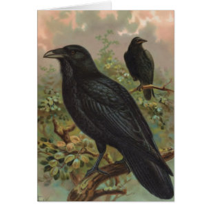 Die allgemeiner Raben-Vintage Vogel-Illustration