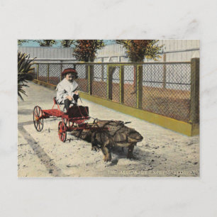 Die Alligator-Gokart-Postkarte Postkarte