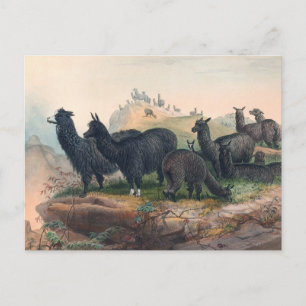 Die Alpaca von Joseph Wolf Postkarte