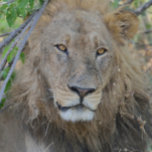 Die alte Löwe hing aus. Truckerkappe<br><div class="desc">In der Nähe von Chobe Camp in Botswana,  Afrika.</div>