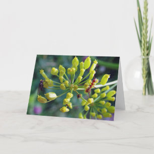 Die Ameise, die Fliege und das Unkraut Karte