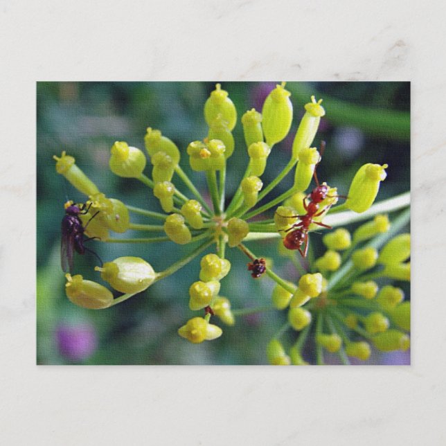 Die Ameise, die Fliege und das Unkraut Postkarte (Vorderseite)