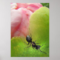 Die Ameise und das Peony