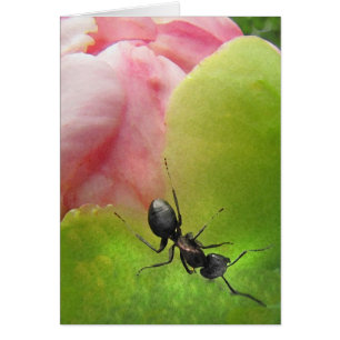 Die Ameise und die Pfingstrose