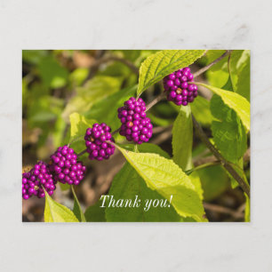 Die amerikanische Beautyberry Danke, Postcard Postkarte