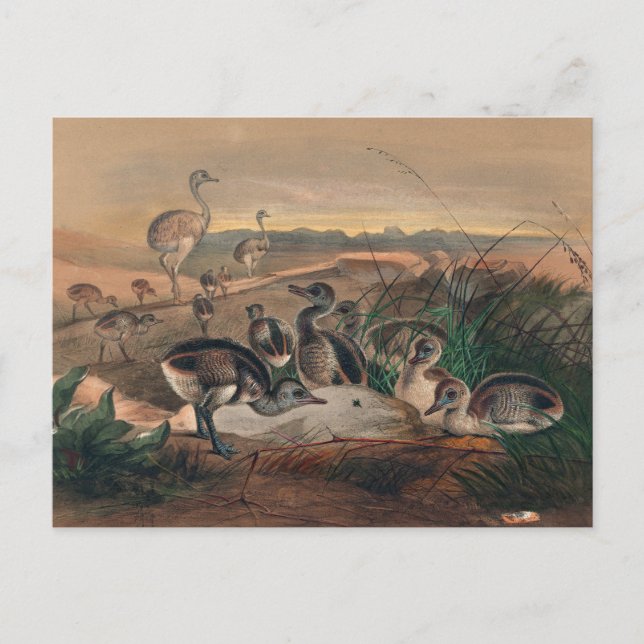 Die amerikanische Rhea von Joseph Wolf Postkarte (Vorderseite)