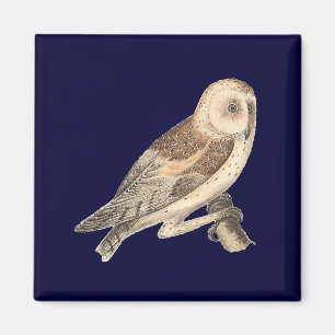 Die amerikanische Schleiereule	(Strix pratincola) Magnet