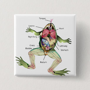Die Anatomie des Frosches Button