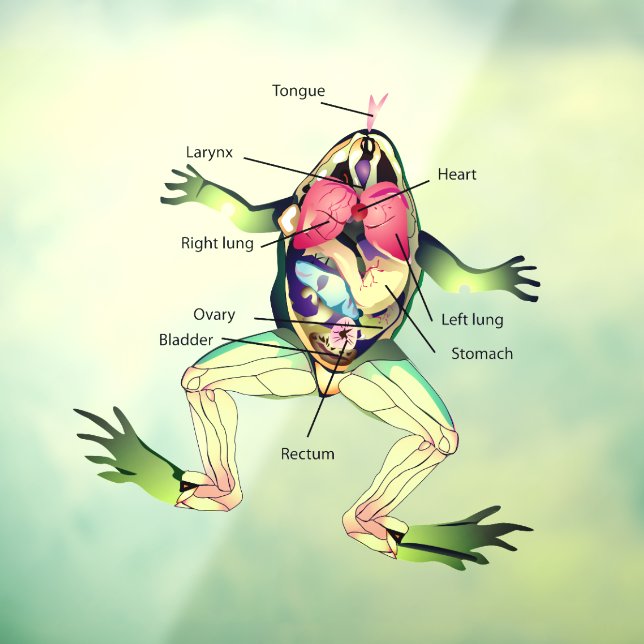Die Anatomie des Frosches Fensteraufkleber (Blatt 3)