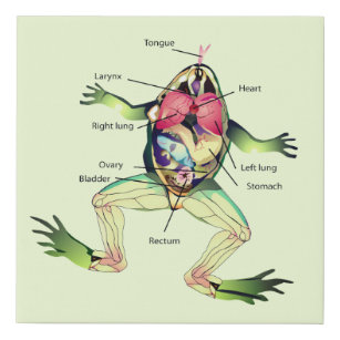 Die Anatomie des Frosches Künstlicher Leinwanddruck