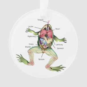 Die Anatomie des Frosches Ornament