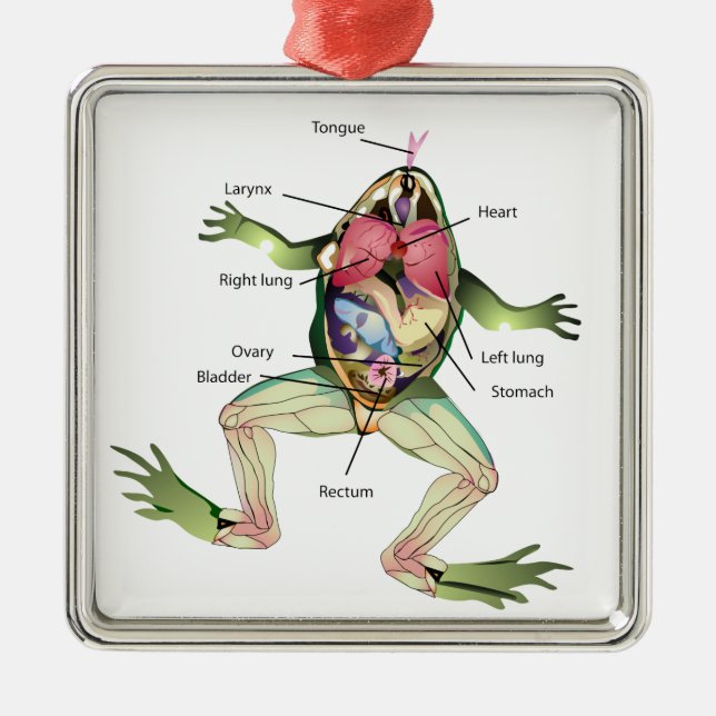 Die Anatomie des Frosches Silbernes Ornament (Vorne)
