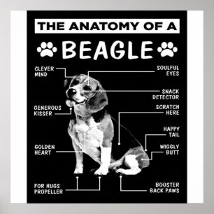 Die Anatomie eines Beagle-Hundes Poster