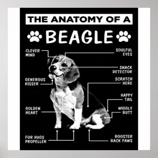 Die Anatomie eines Beagle-Hundes Poster