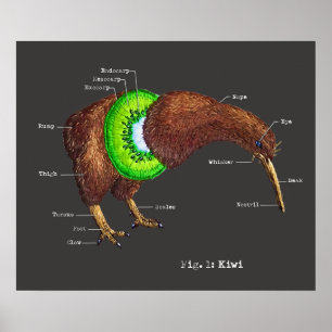 Die Anatomie eines Kiwi Poster