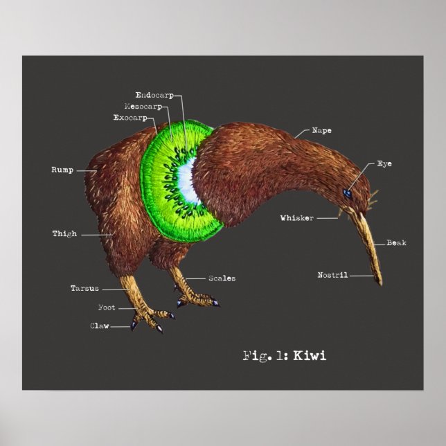 Die Anatomie eines Kiwi Poster (Vorne)