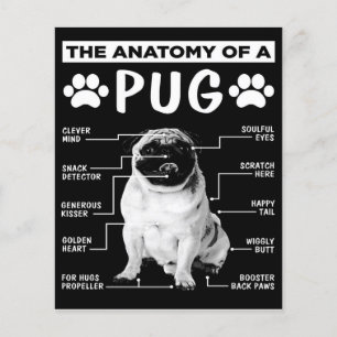 Die Anatomie eines Mops-Hundes Flyer