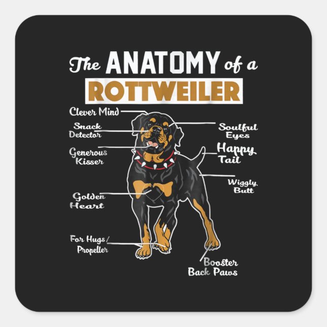 Die Anatomie eines Rottweilers | Cooler Hund Lover Quadratischer Aufkleber (Vorderseite)