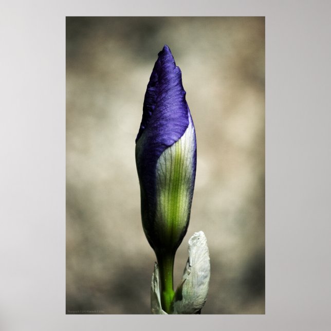 Die ankommende Schönheitspresse Poster (Vorne)