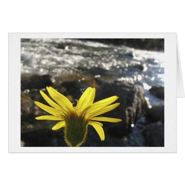 Die Ansicht einer Blume des Holz-Nebenflusses (Vorderseite (Horizontal))