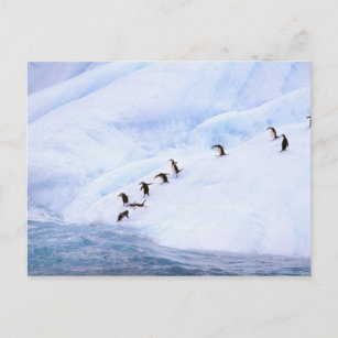 Die Antarktis, antarktische Halbinsel. Chinstrap Postkarte
