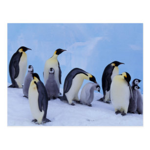 penguin Königspinguin mit Küken Antarktis Postkarte