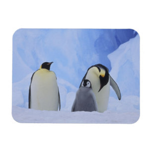 Die Antarktis. Kaiser-Pinguine und -küken Magnet