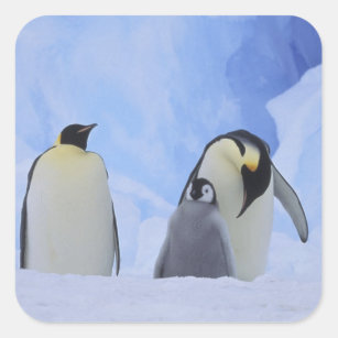 Die Antarktis. Kaiser-Pinguine und -küken Quadratischer Aufkleber
