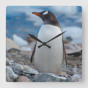 Die Antarktis. Neko Hafen. Gentoo Pinguin Quadratische Wanduhr