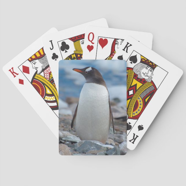 Die Antarktis. Neko Hafen. Gentoo Pinguin Spielkarten (Rückseite)
