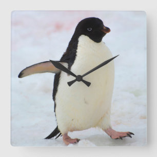 Die Antarktis. Petermann Insel. Adelie-Pinguin Quadratische Wanduhr